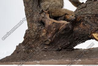 wood tree bark 0007